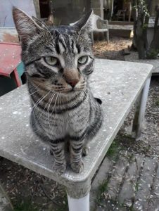 Michelino 2